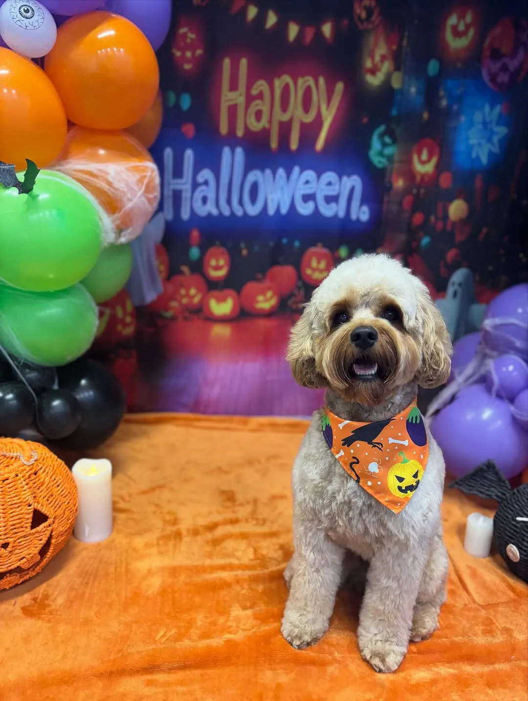 Dog grooming result 10