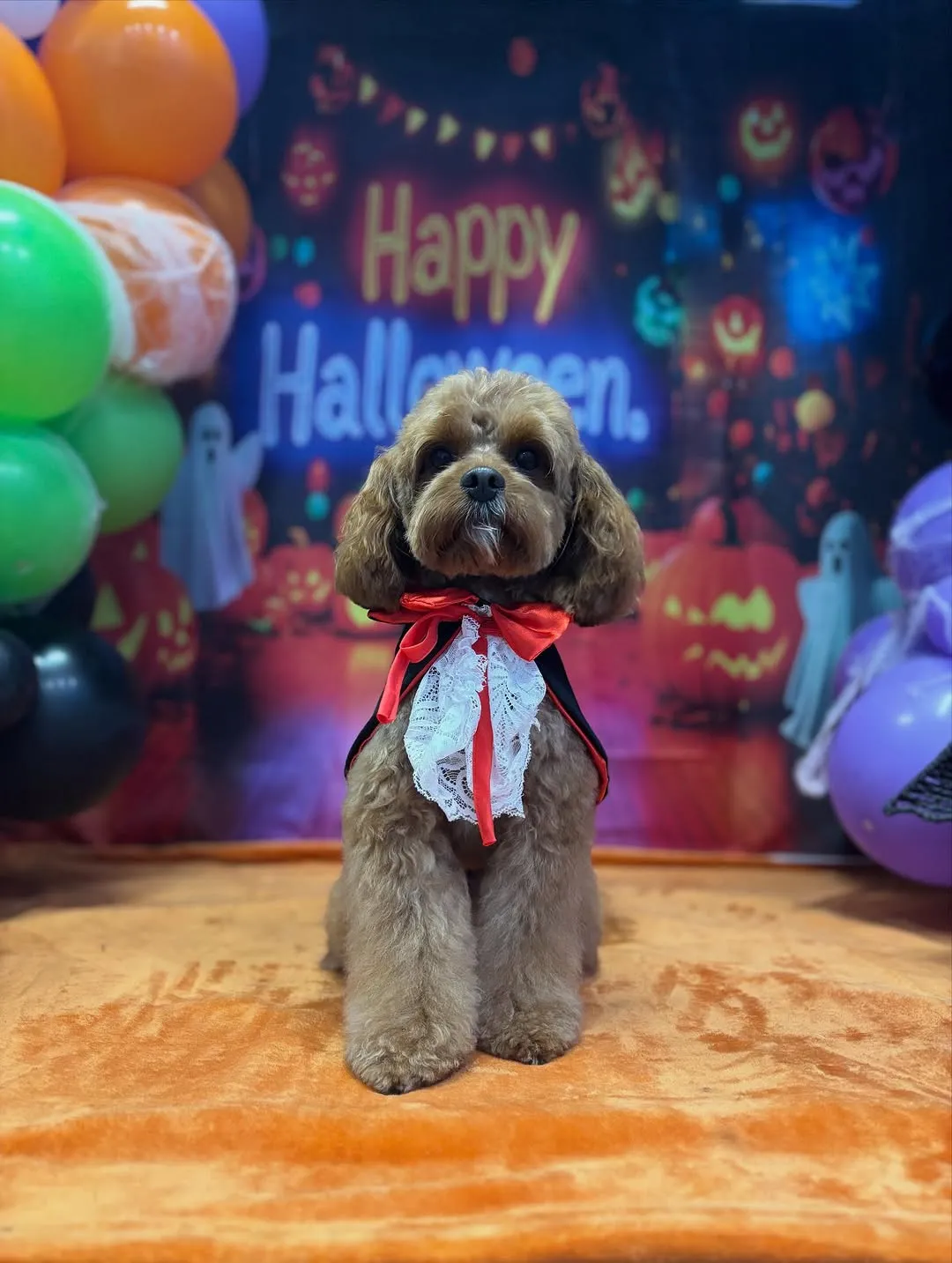 Dog grooming result 11