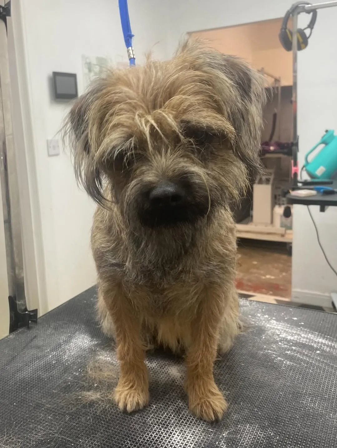 Dog grooming result 12