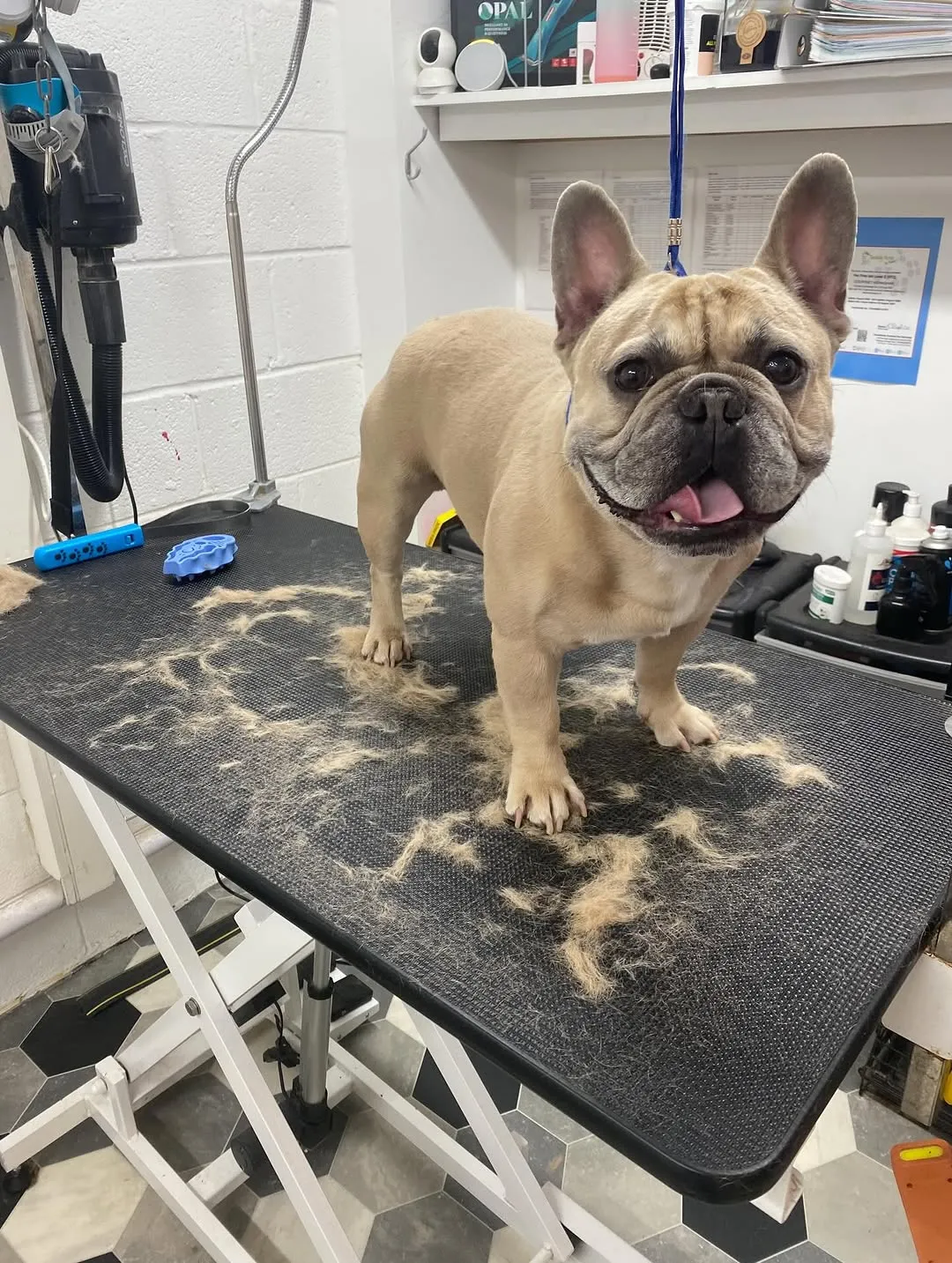 Dog grooming result 5