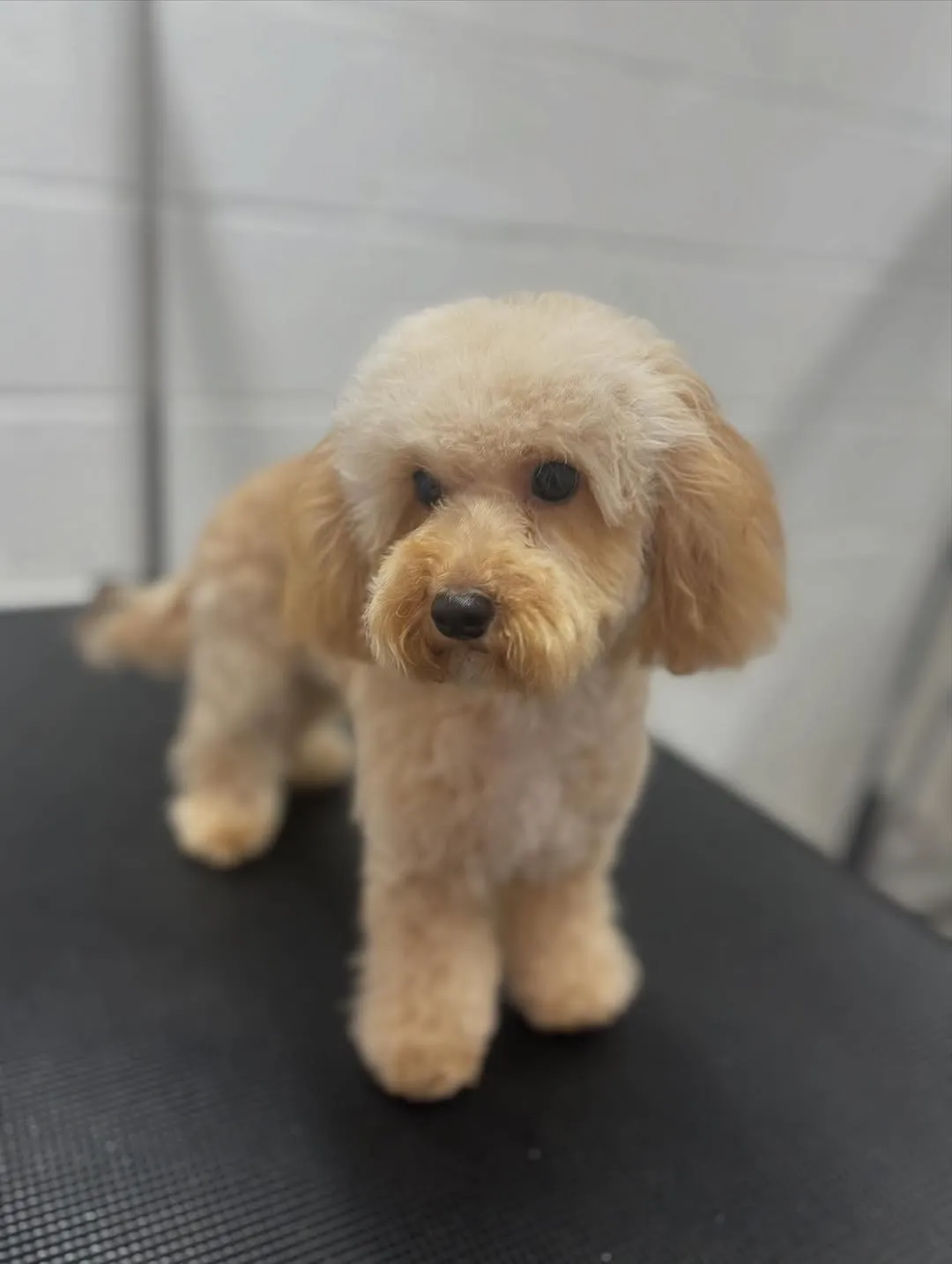 Dog grooming result 6