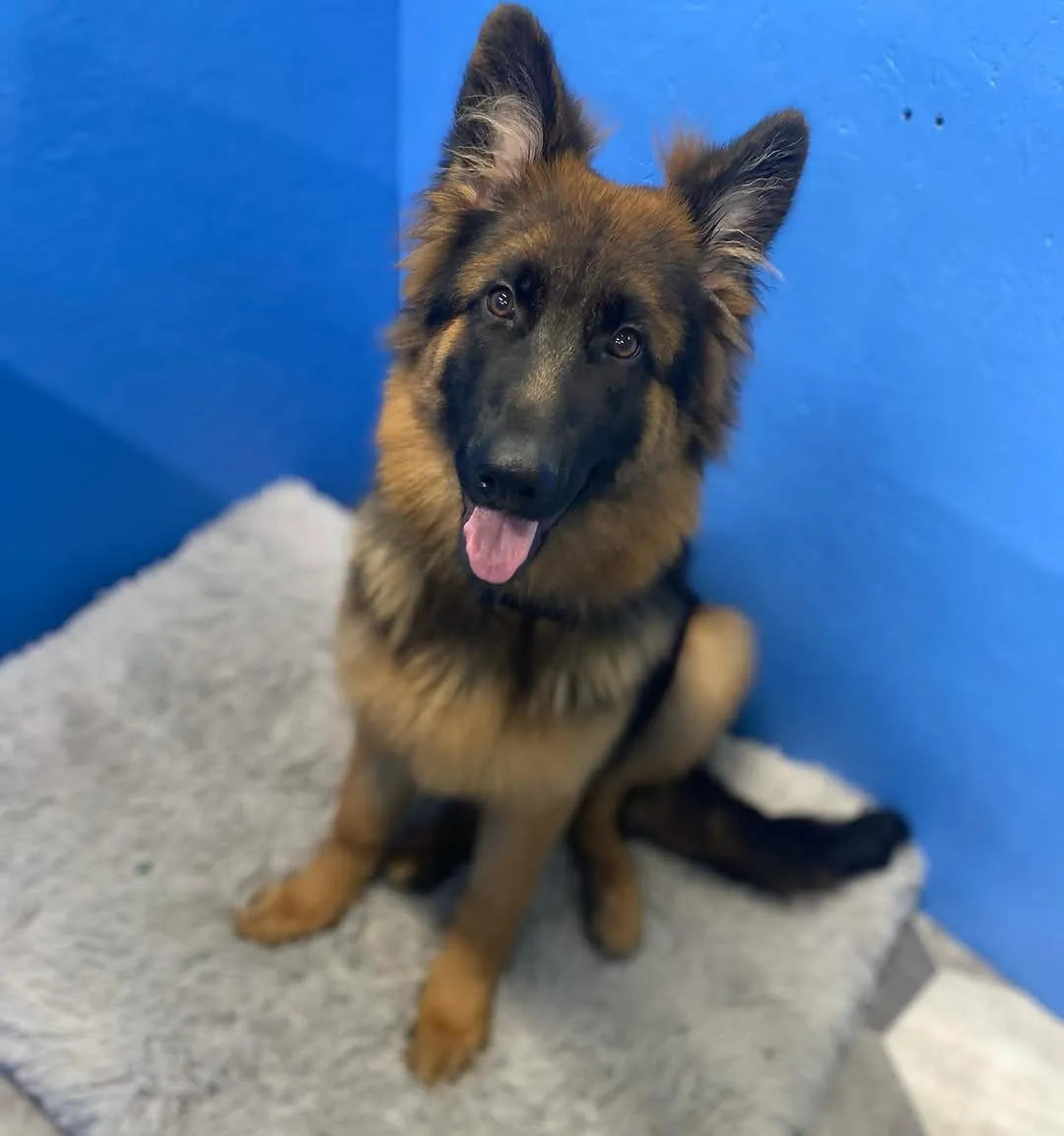 Dog grooming result 7