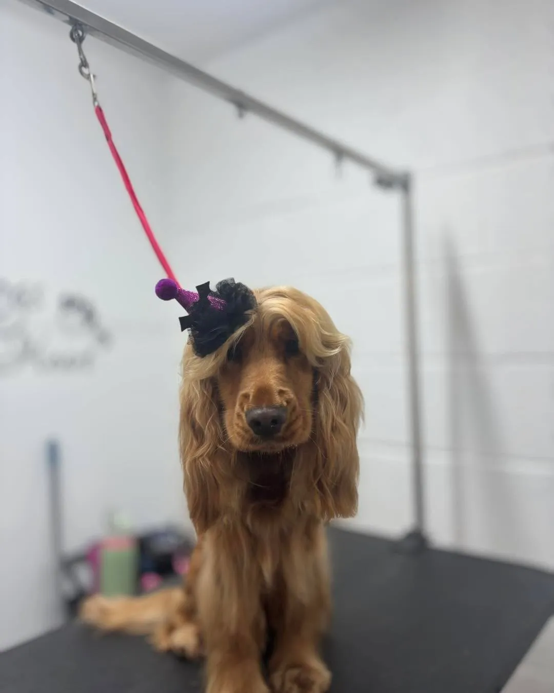 Dog grooming result 8