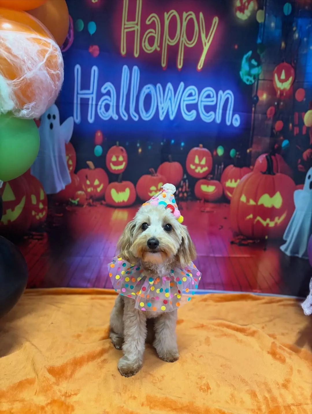 Dog grooming result 9